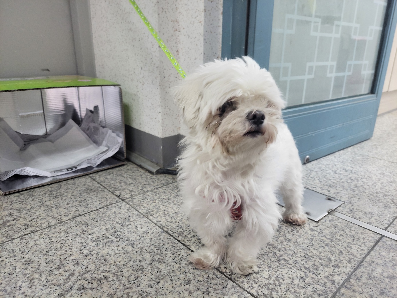 말티즈 이미지 파일 입니다.