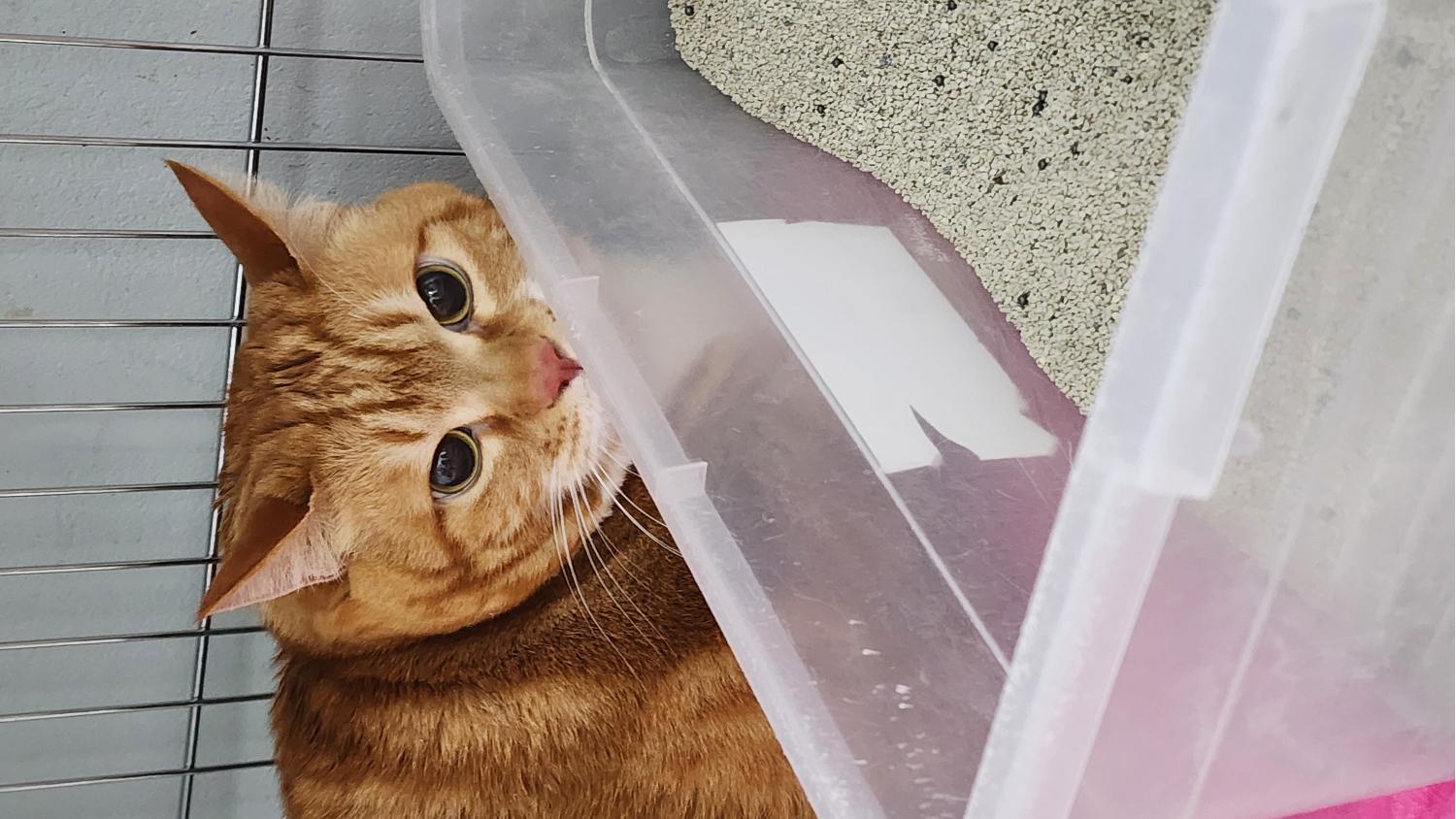 믹스묘 이미지 파일 입니다.