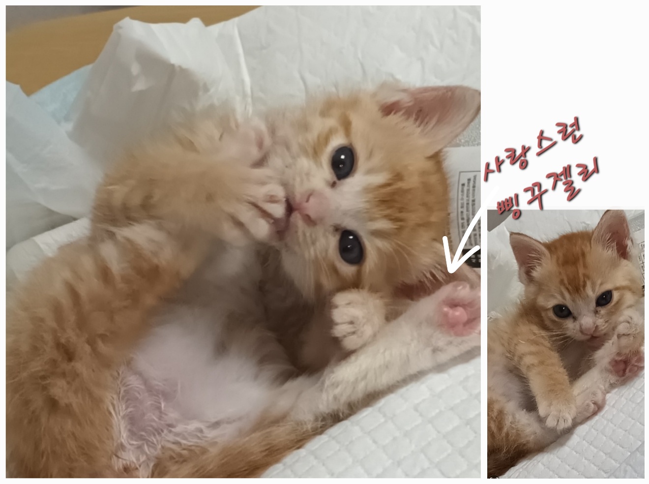 한국 고양이 이미지 파일 입니다.