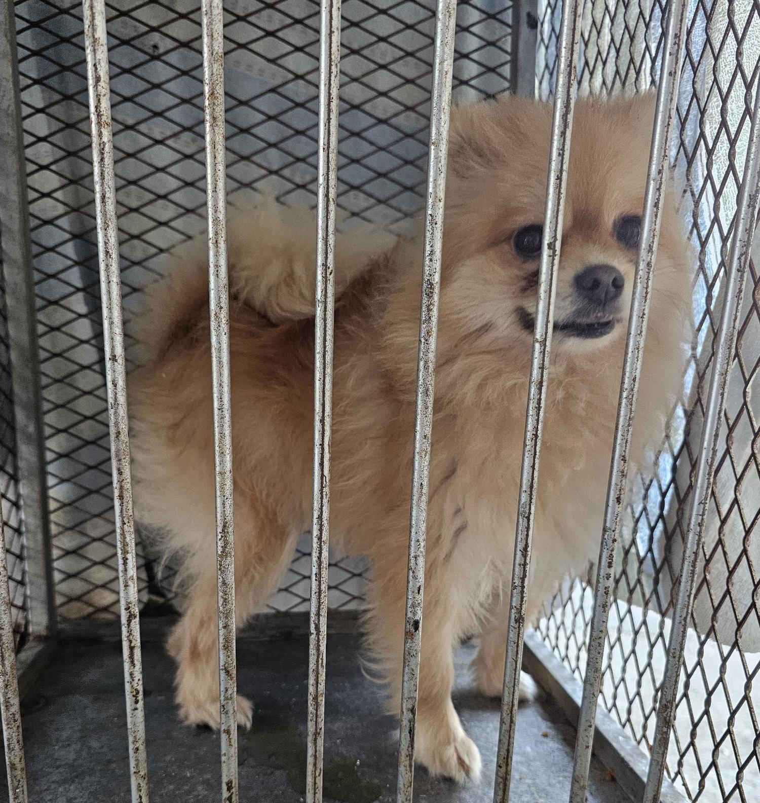 포메라니안 이미지 파일 입니다.