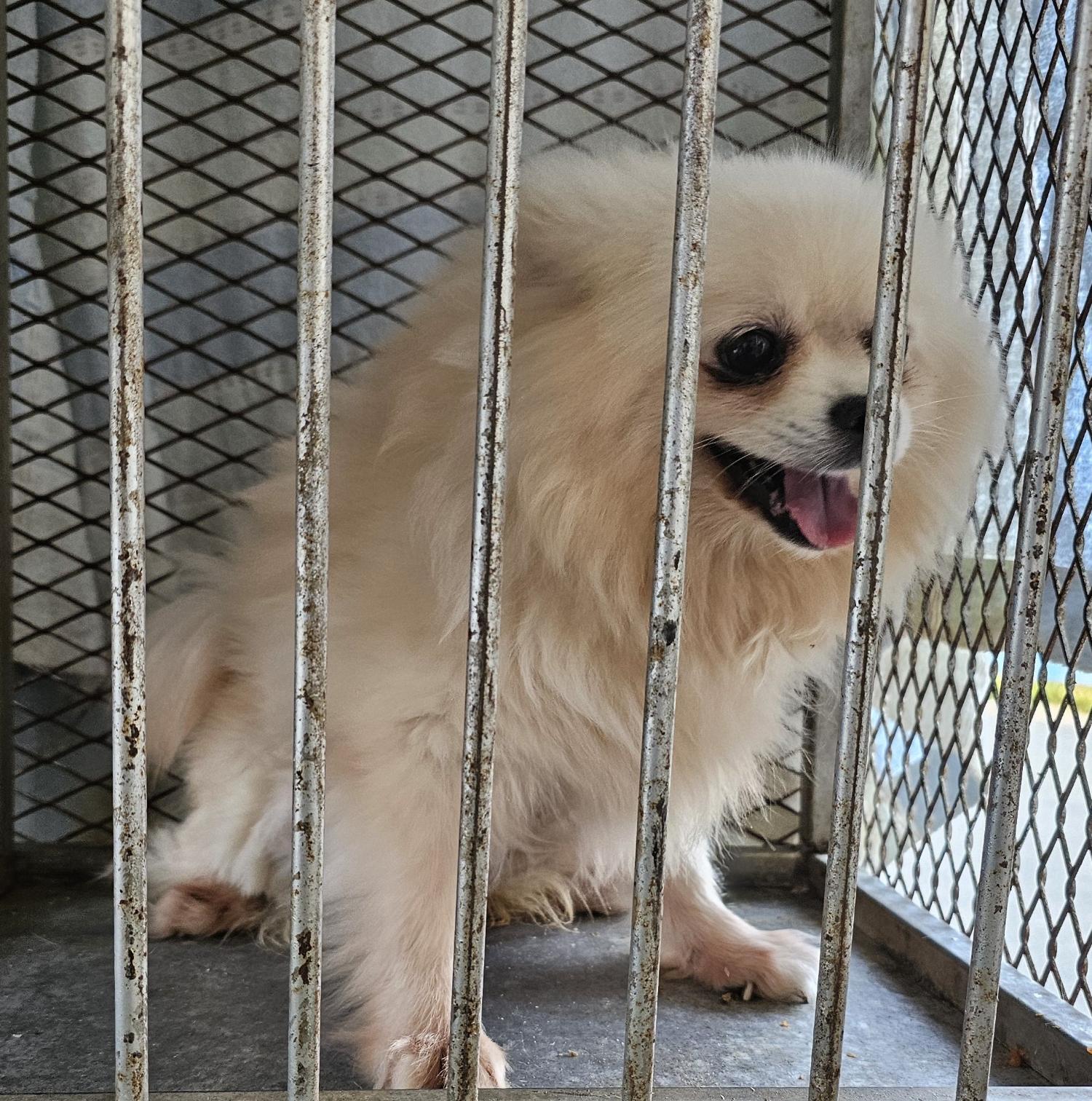 포메라니안 이미지 파일 입니다.
