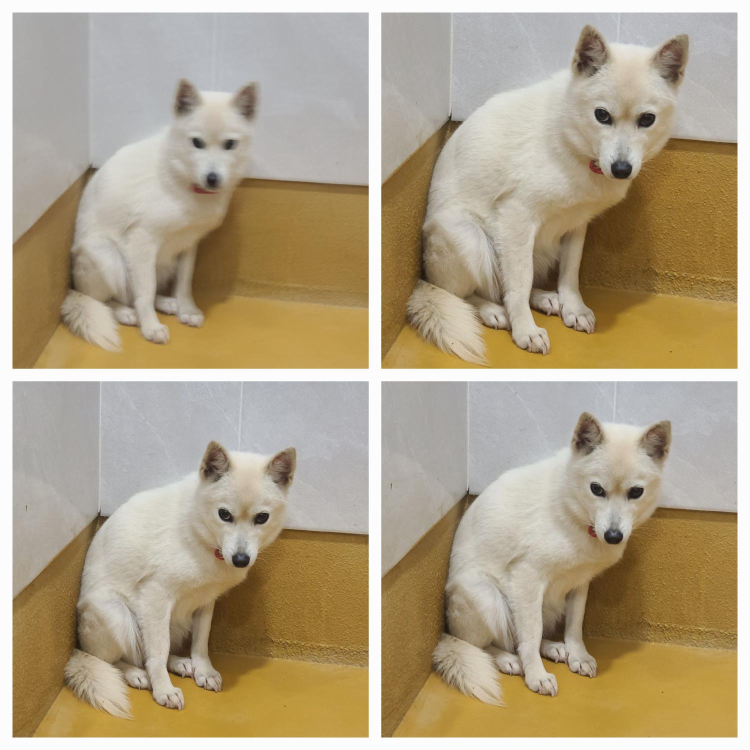 믹스견 이미지 파일 입니다.