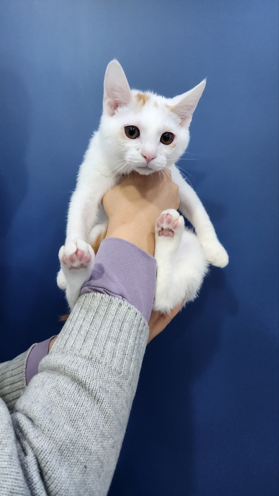 한국 고양이 이미지 파일 입니다.