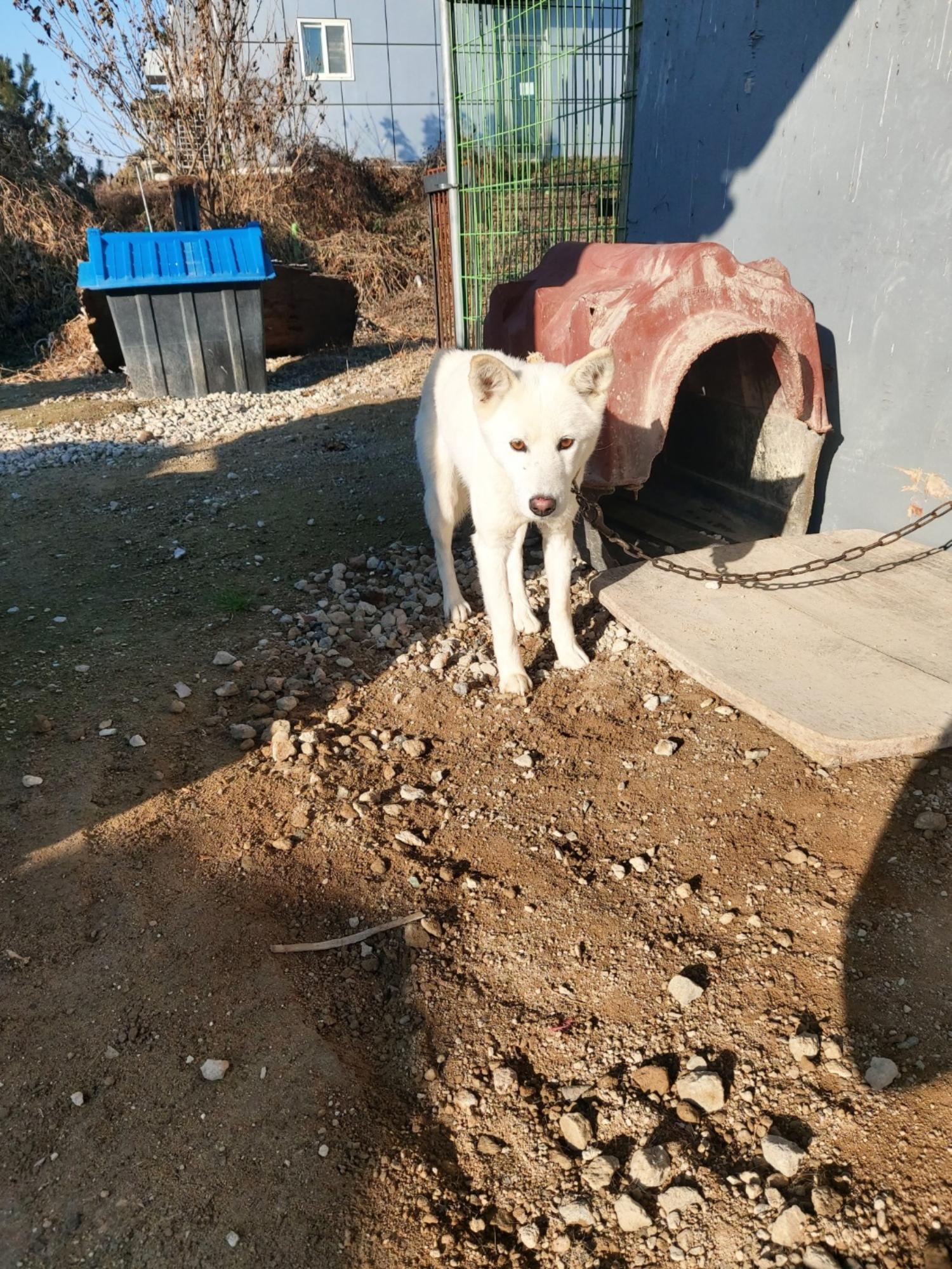 믹스견 이미지 파일 입니다.