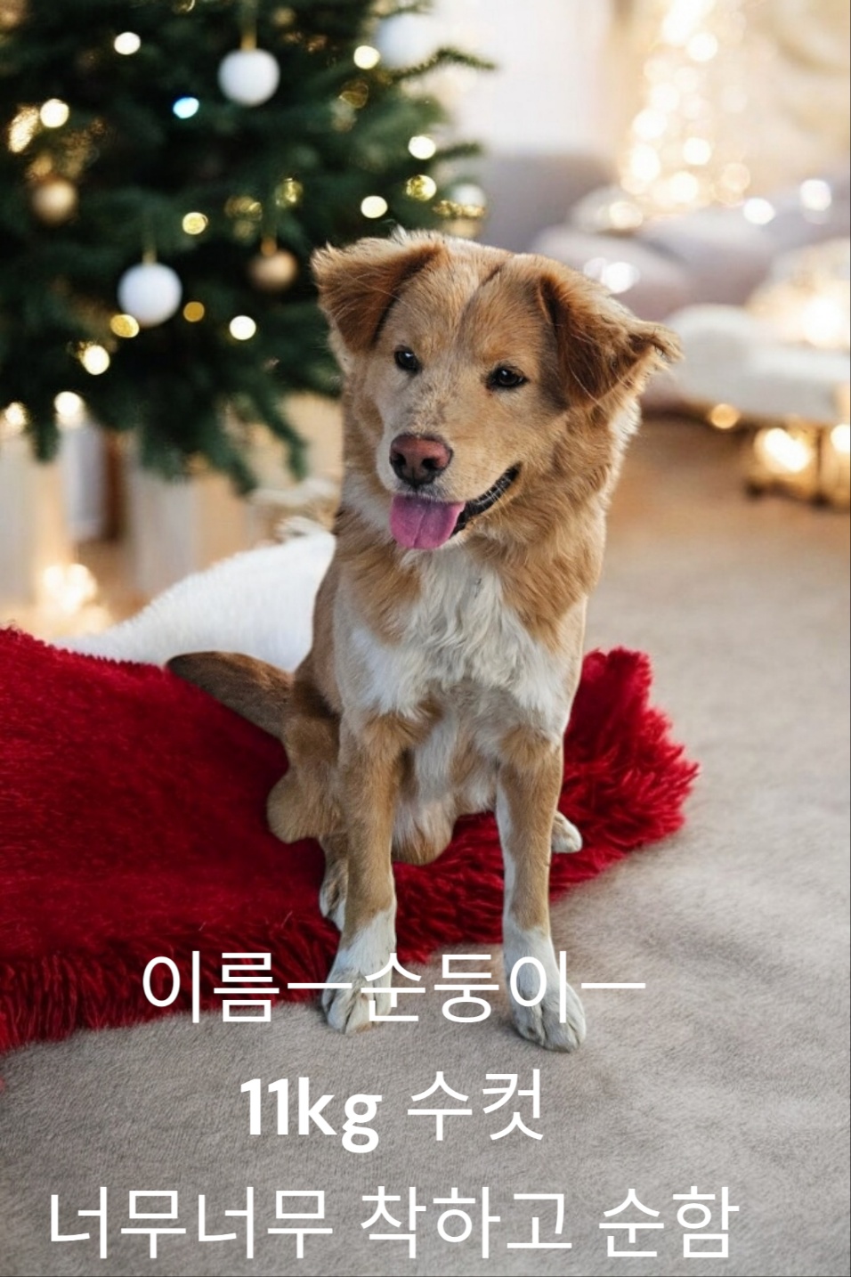 보더콜리믹스견 이미지 파일 입니다.