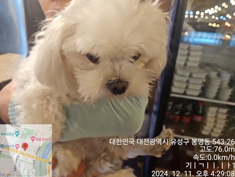 말티즈 이미지 파일 입니다.