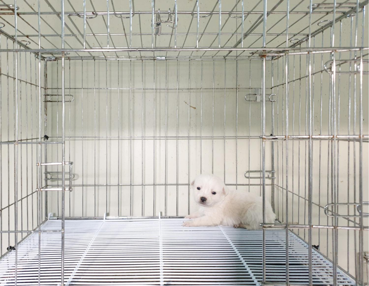 믹스견 이미지 파일 입니다.