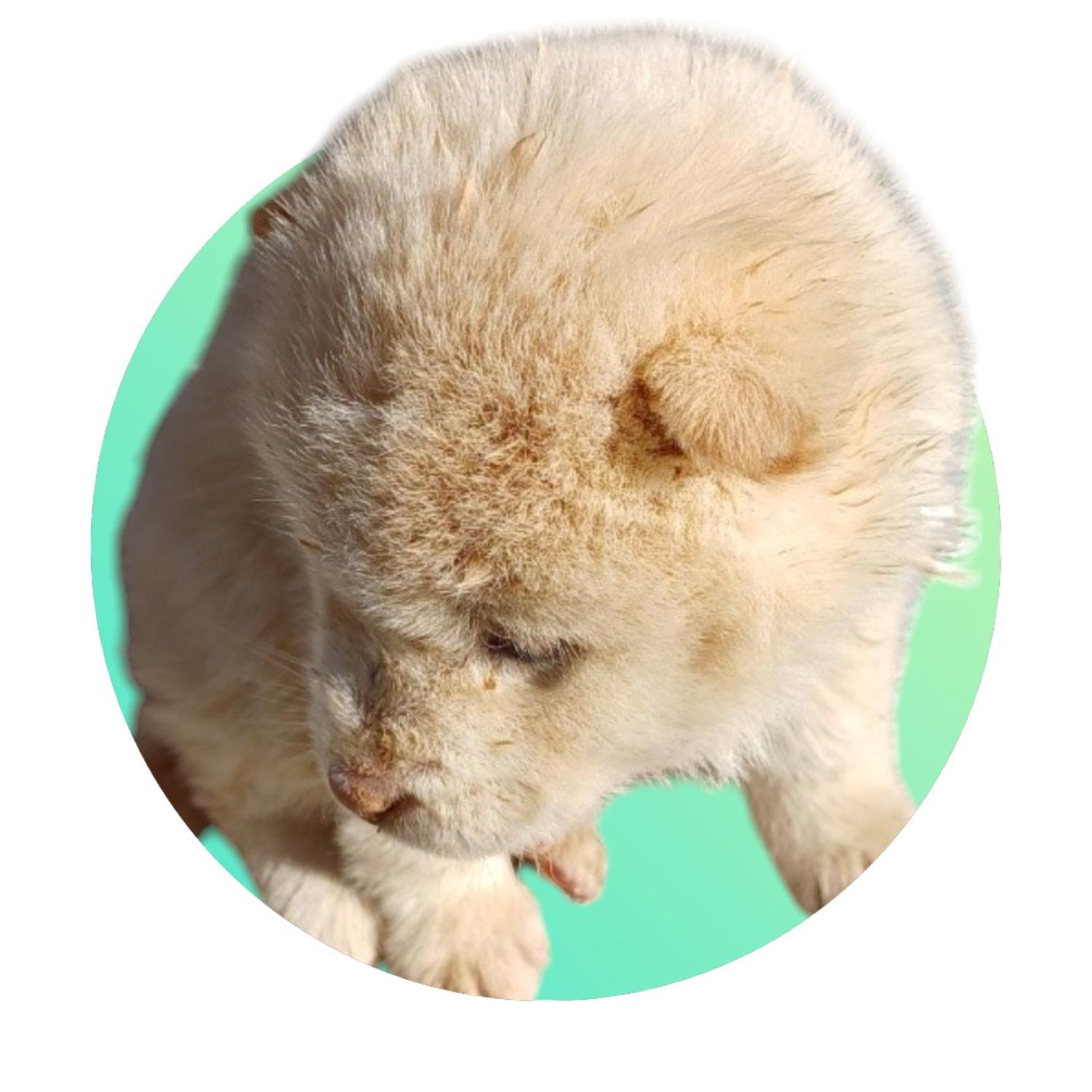 믹스견 이미지 파일 입니다.