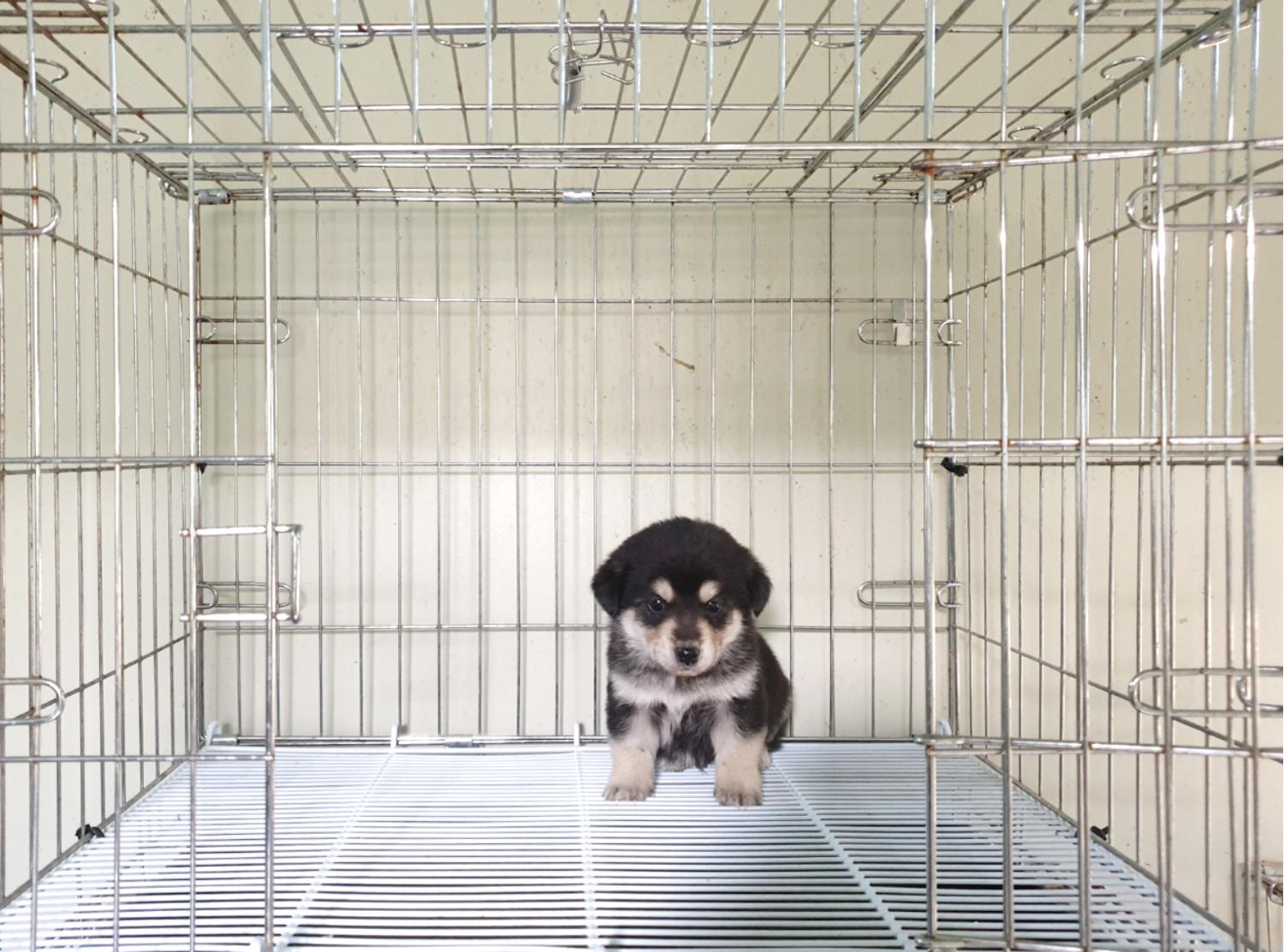 믹스견 이미지 파일 입니다.