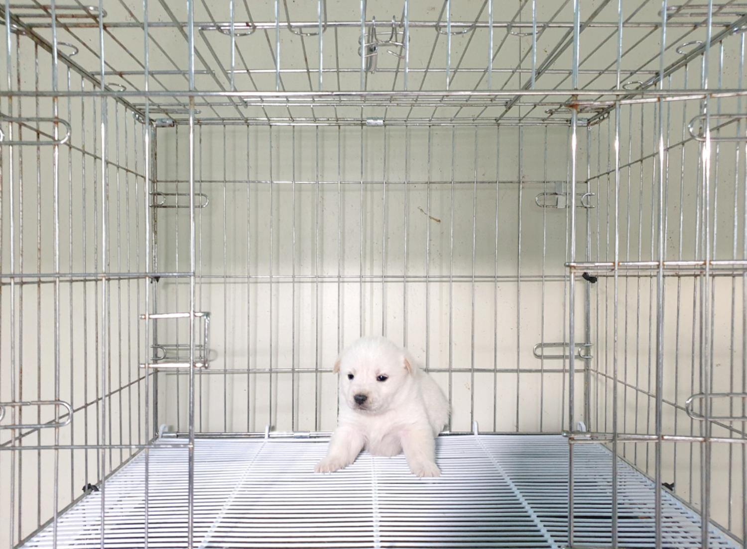 믹스견 이미지 파일 입니다.