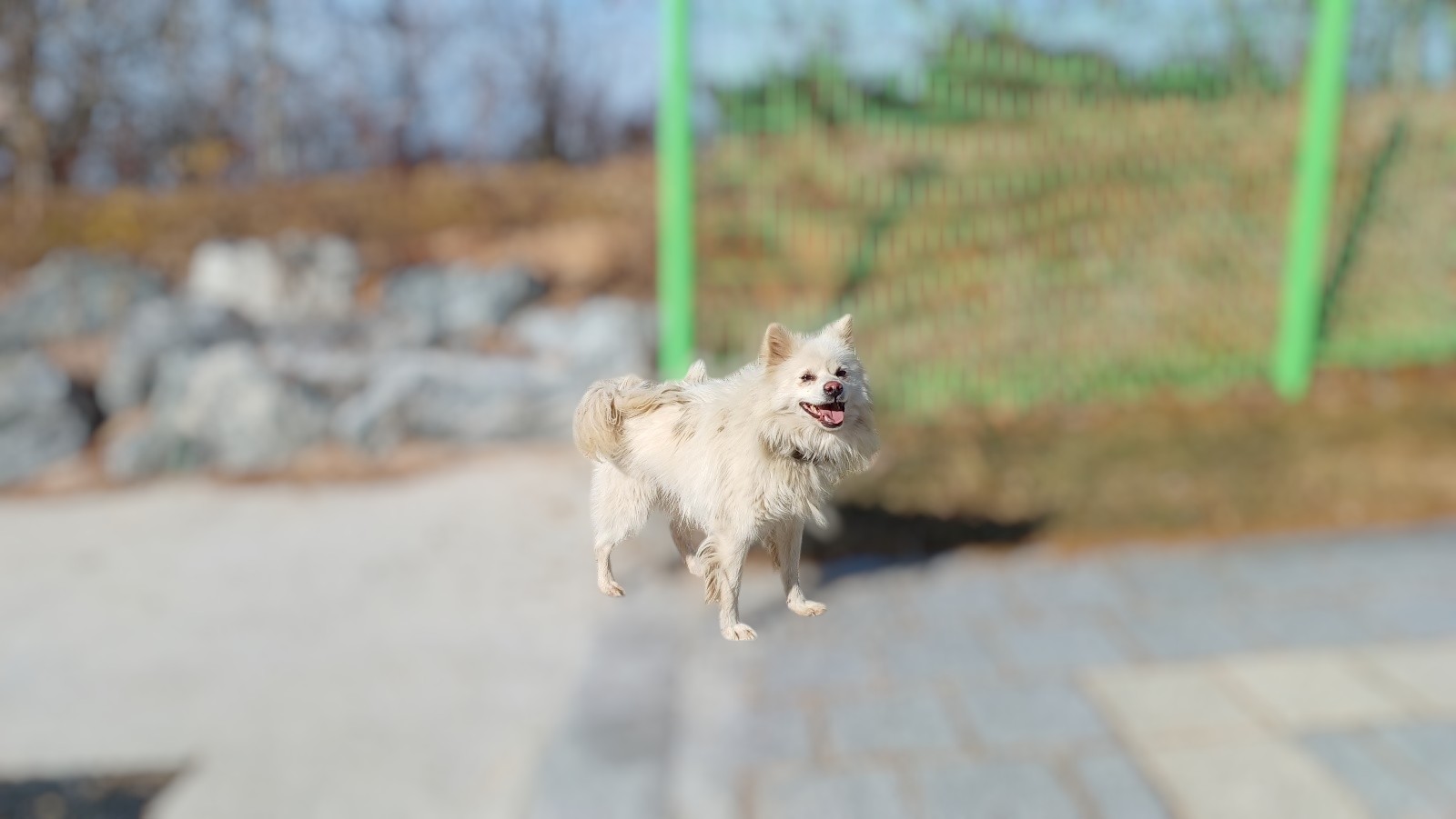 스피츠 이미지 파일 입니다.