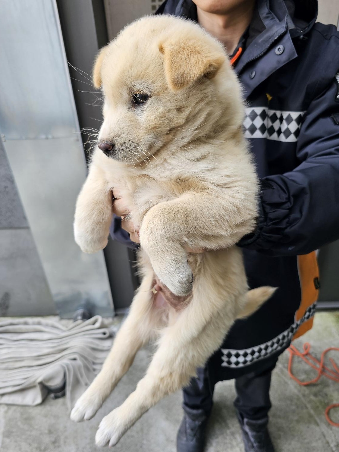 믹스견 이미지 파일 입니다.