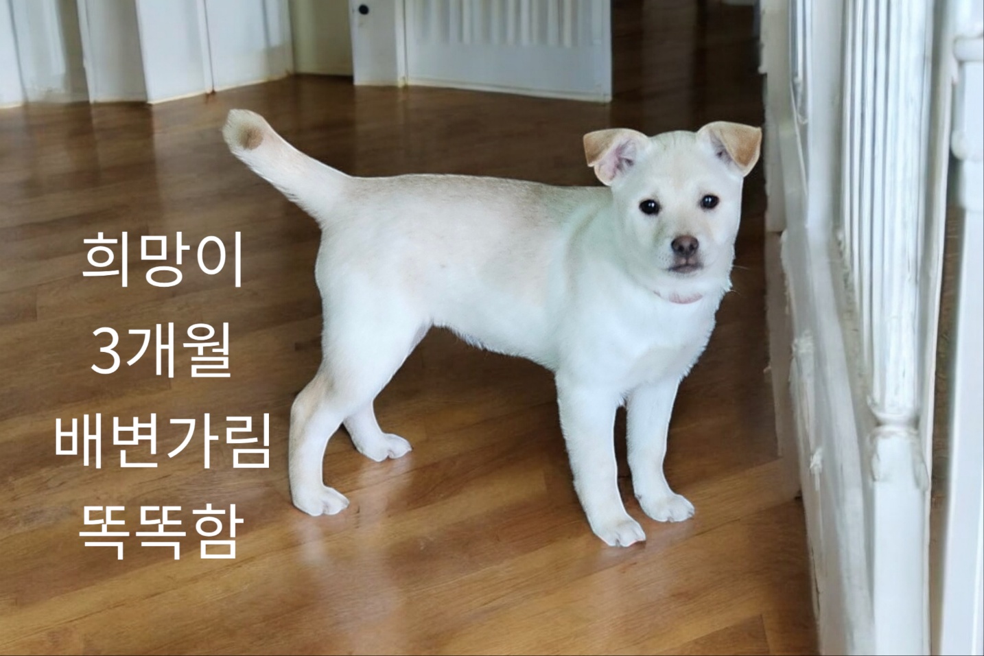엄마는 스피츠 이미지 파일 입니다.