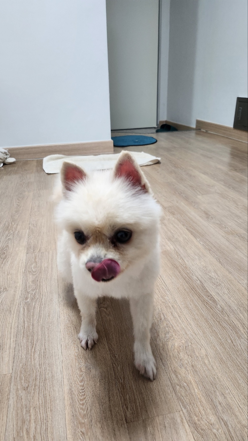 포메라니안 이미지 파일 입니다.