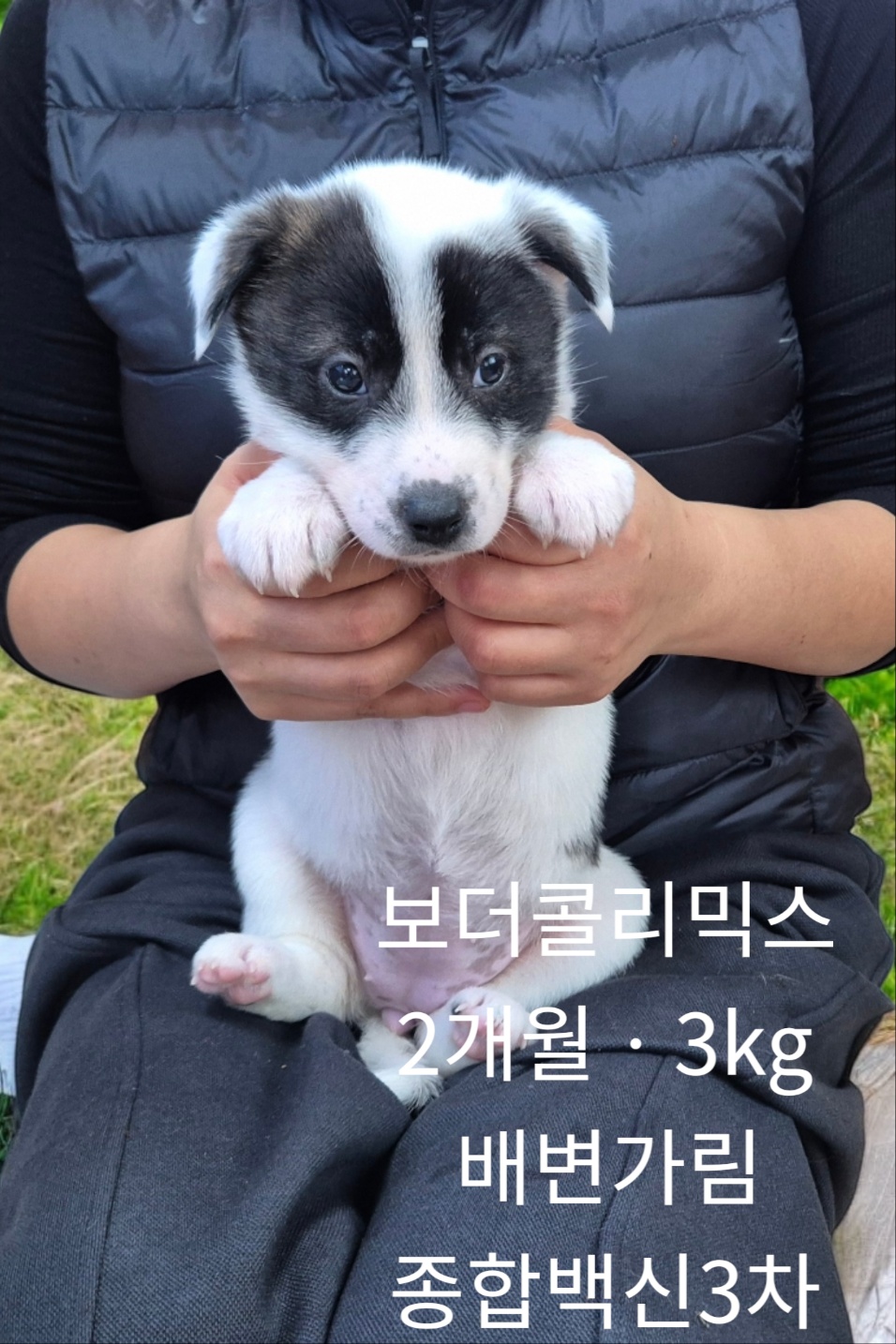 보더콜리믹스견 이미지 파일 입니다.