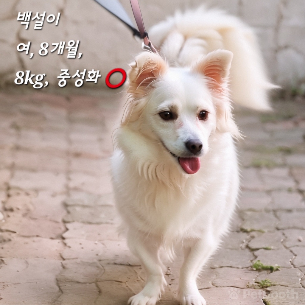 화이트테리어 이미지 파일 입니다.