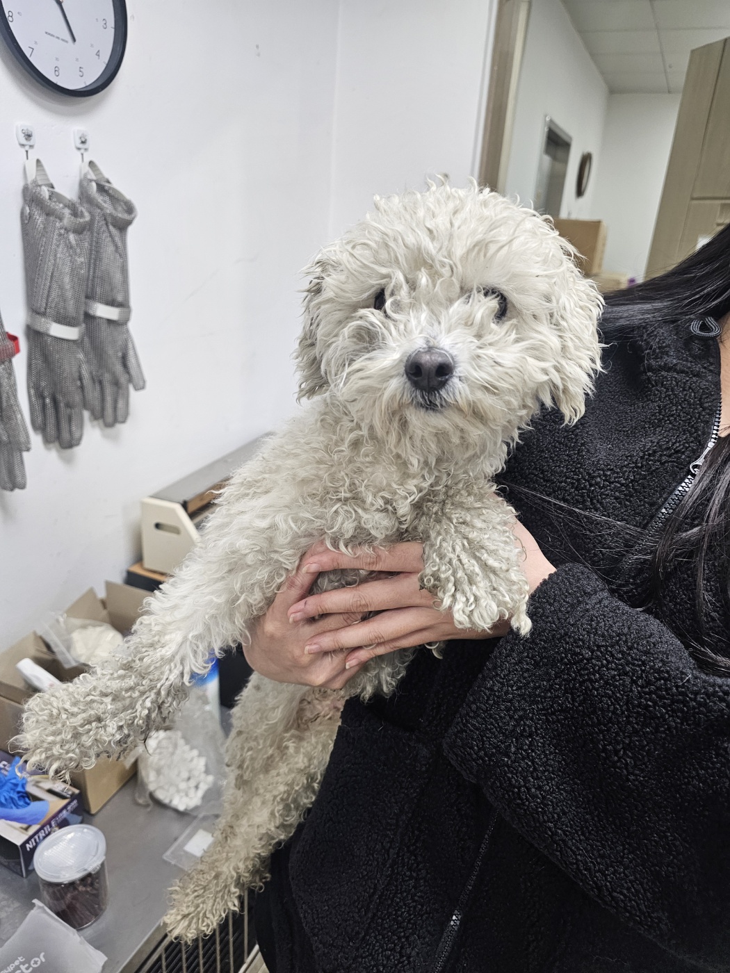 비숑 프리제 이미지 파일 입니다.