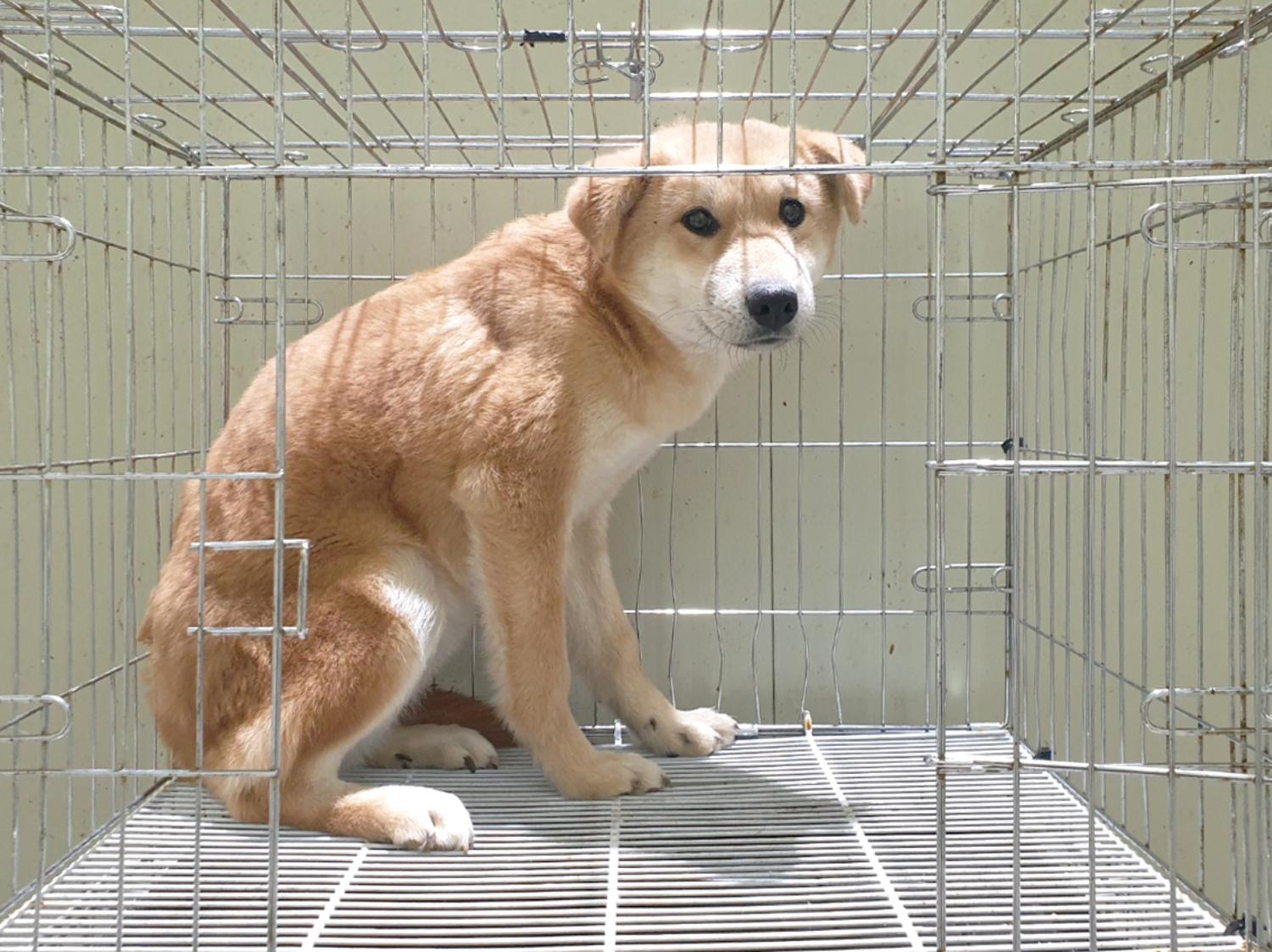 믹스견 이미지 파일 입니다.