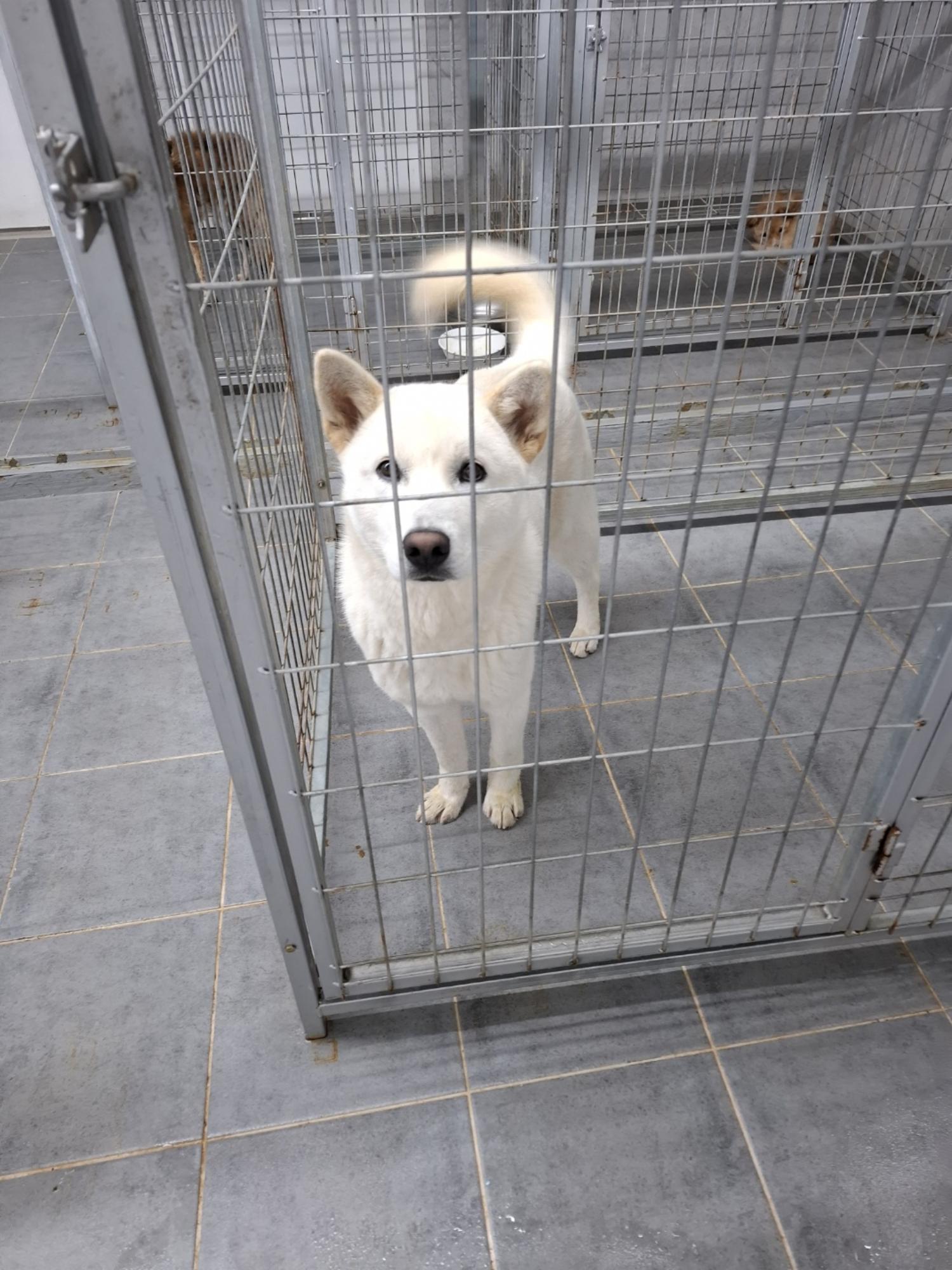 믹스견 이미지 파일 입니다.