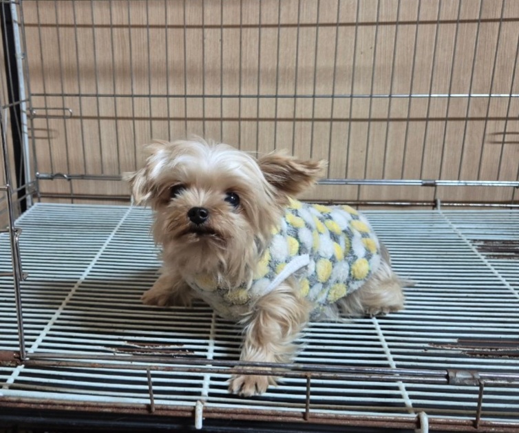 요크셔 테리어 이미지 파일 입니다.