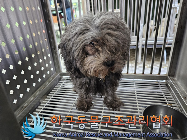 믹스견 이미지 파일 입니다.