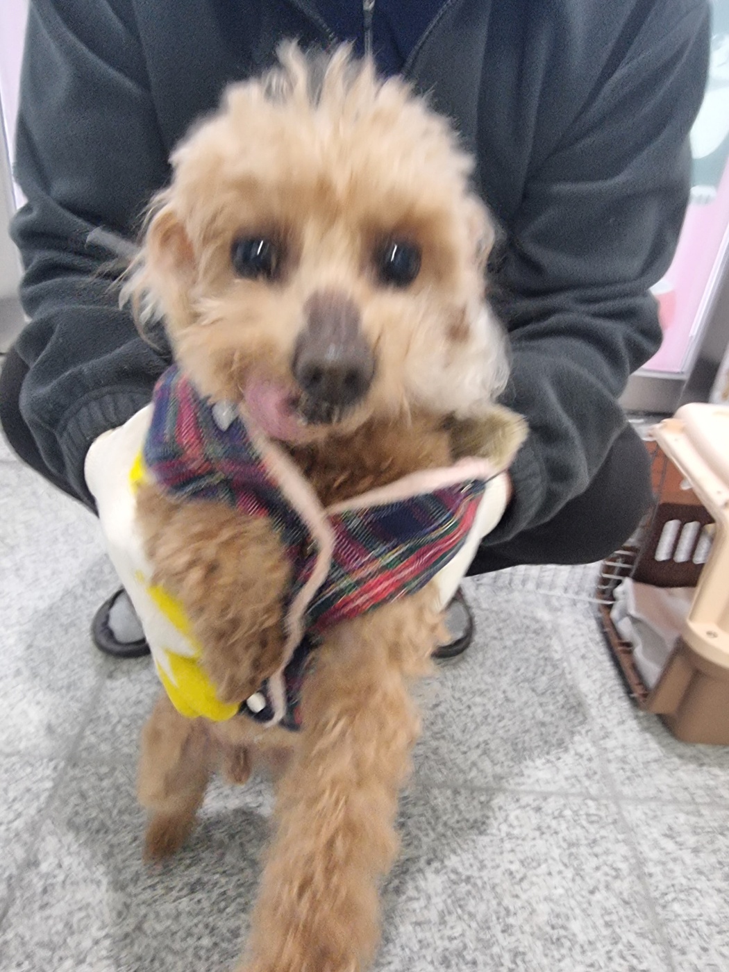 푸들 이미지 파일 입니다.