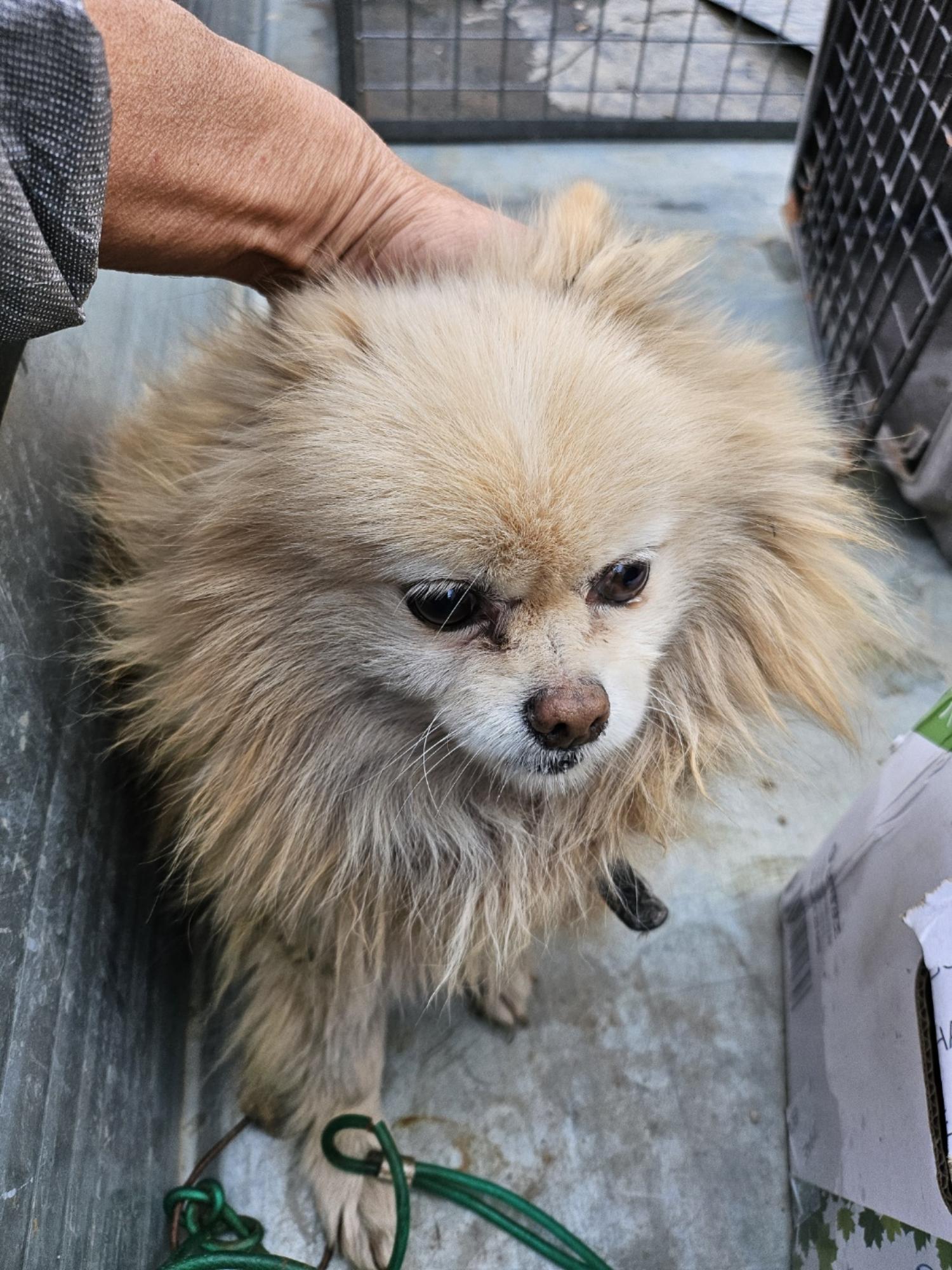 포메라니안 이미지 파일 입니다.