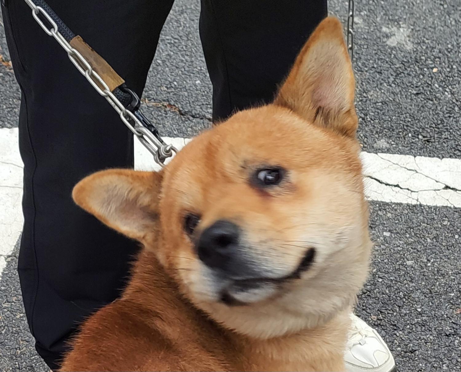 믹스견 이미지 파일 입니다.