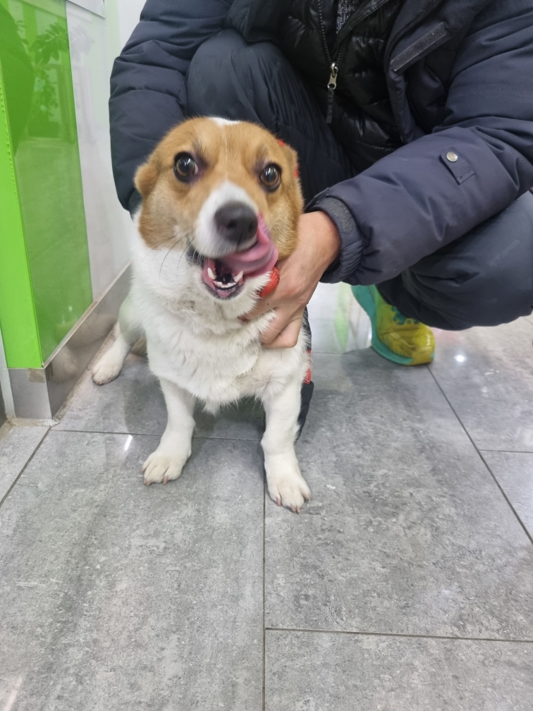 웰시 코기 카디건 이미지 파일 입니다.