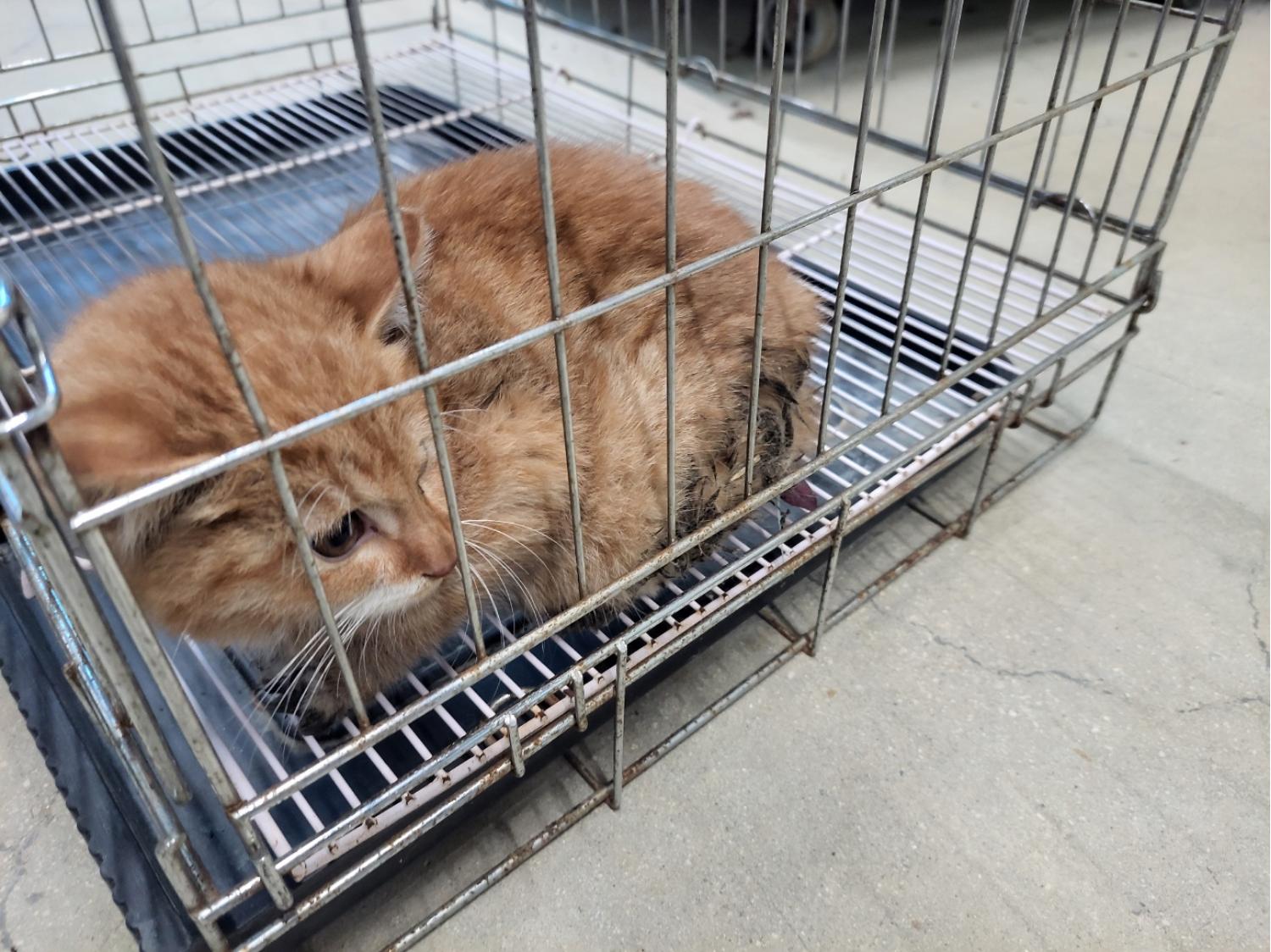 한국 고양이 이미지 파일 입니다.