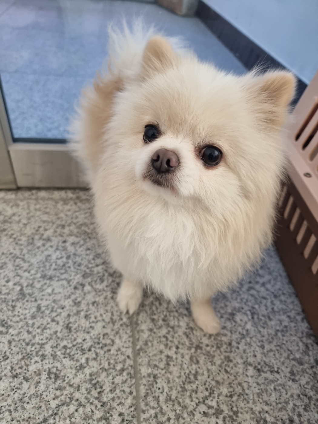 포메라니안 이미지 파일 입니다.