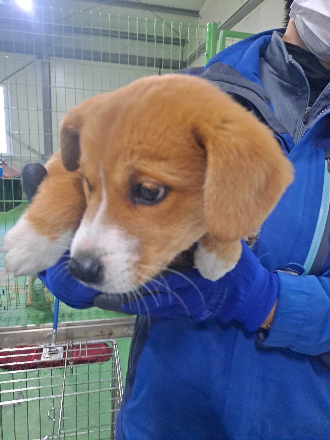 믹스견 이미지 파일 입니다.