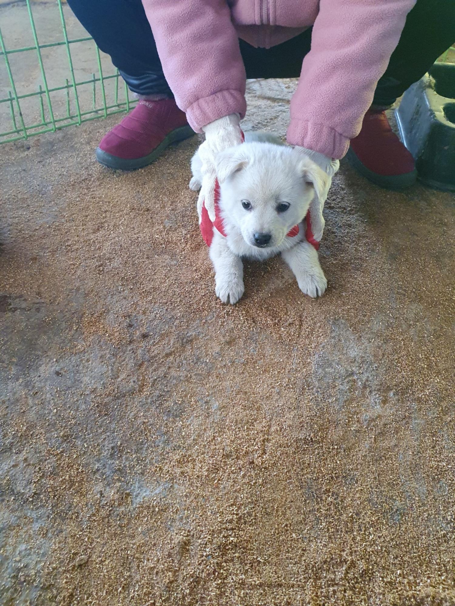믹스견 이미지 파일 입니다.