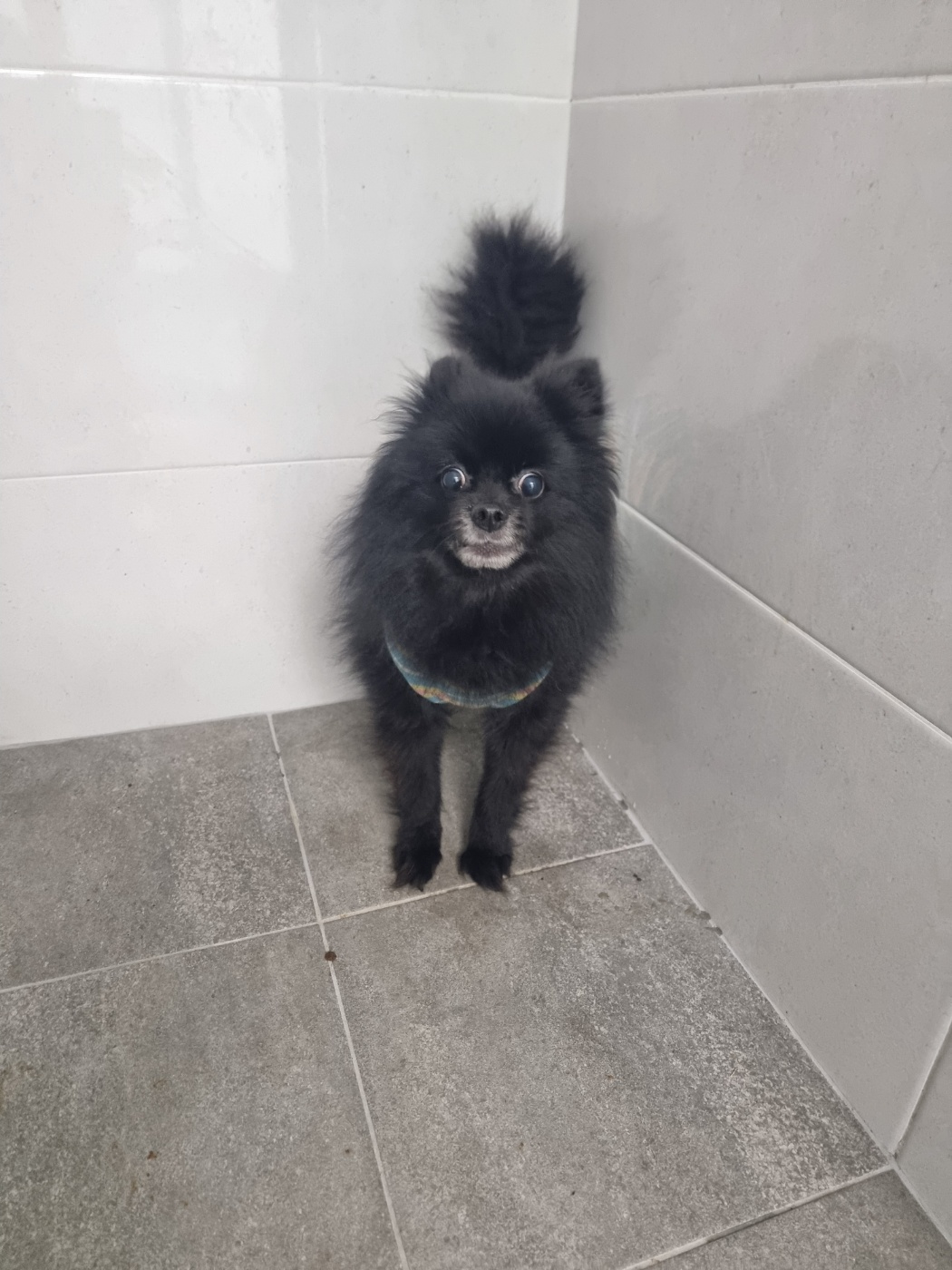 포메라니안 이미지 파일 입니다.