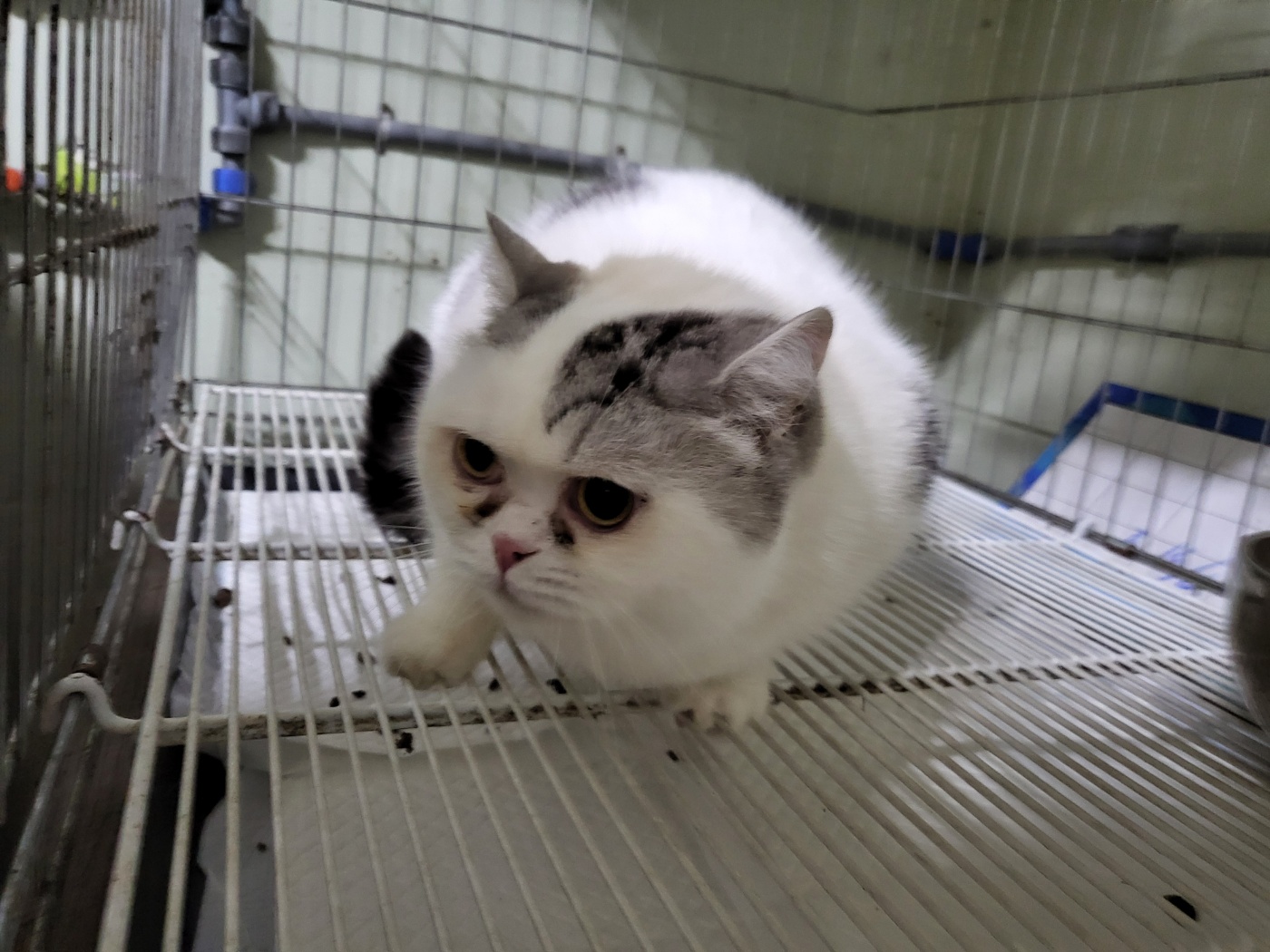 믹스묘 이미지 파일 입니다.