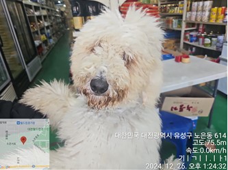 스탠다드 푸들 이미지 파일 입니다.