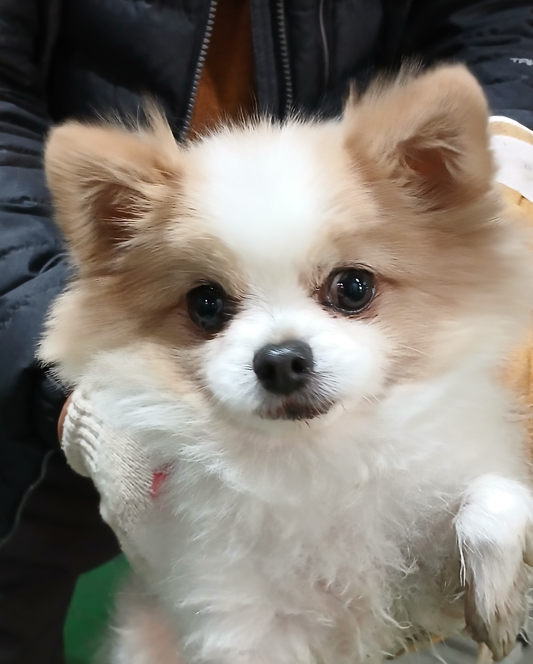 믹스견 이미지 파일 입니다.