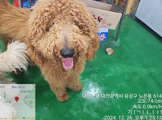 스탠다드 푸들 이미지 파일 입니다.