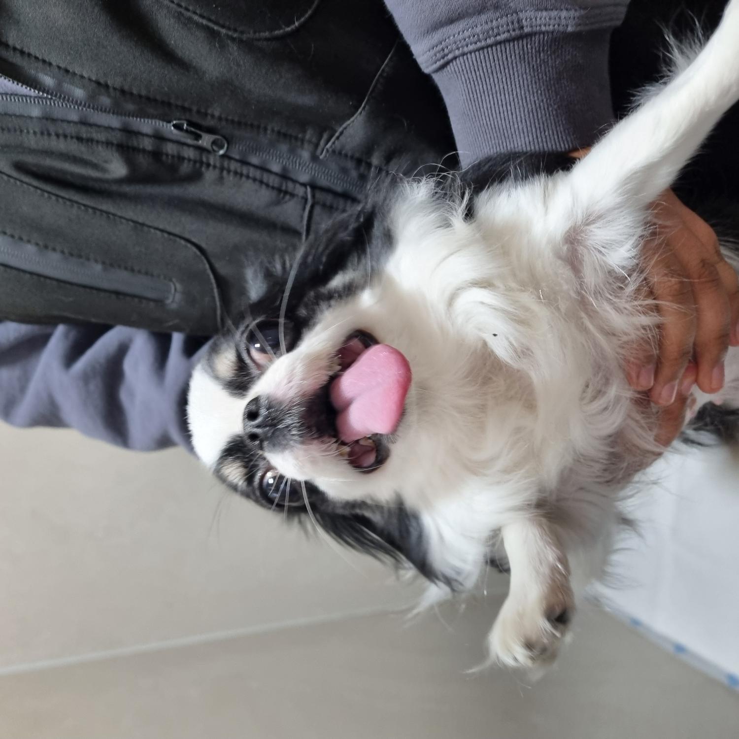 치와와 이미지 파일 입니다.