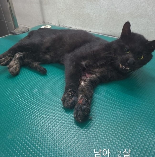 한국 고양이 이미지 파일 입니다.