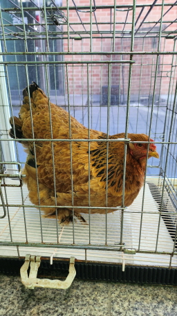 [기타축종] 닭 이미지 파일 입니다.