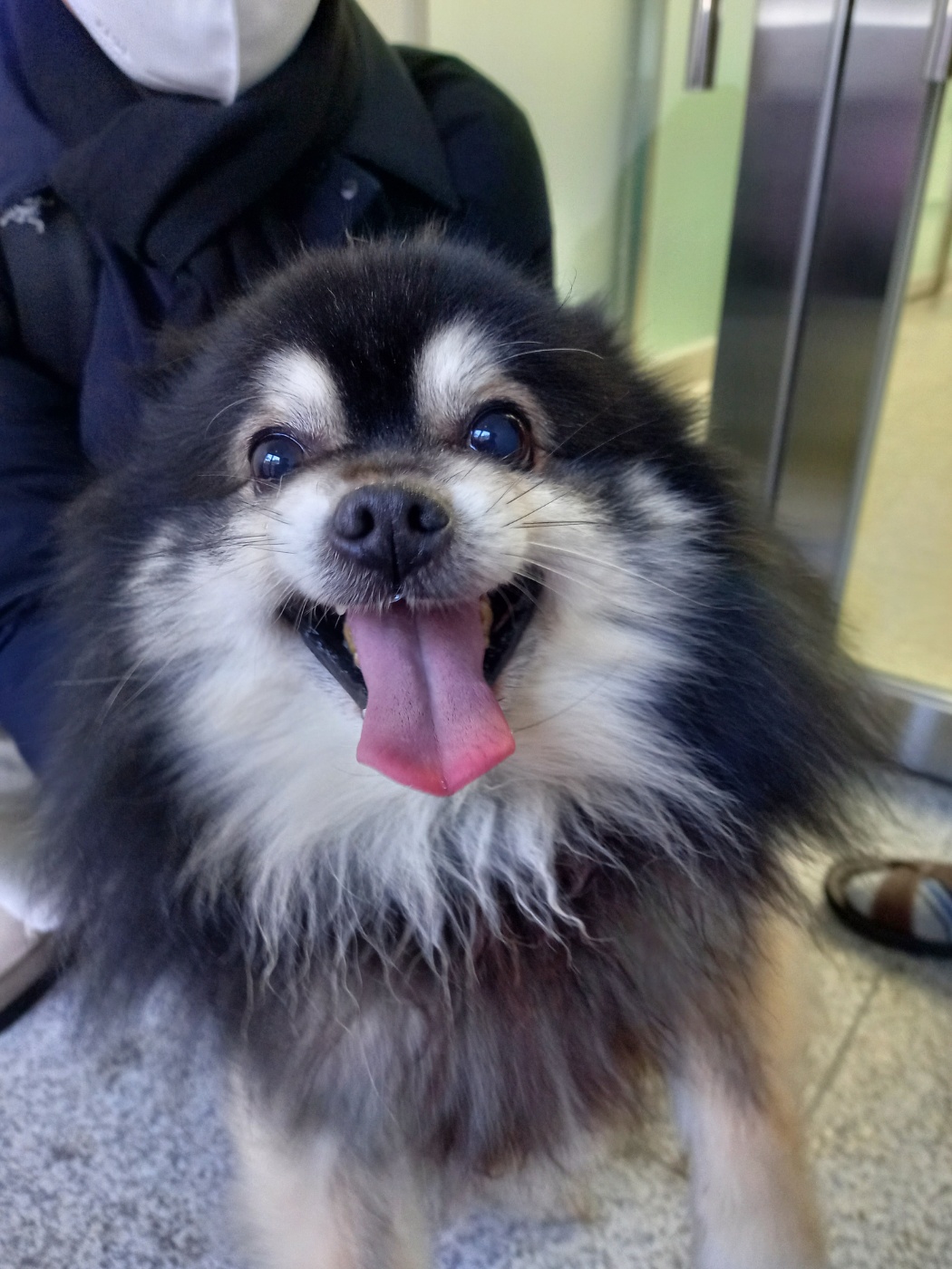 포메라니안 이미지 파일 입니다.