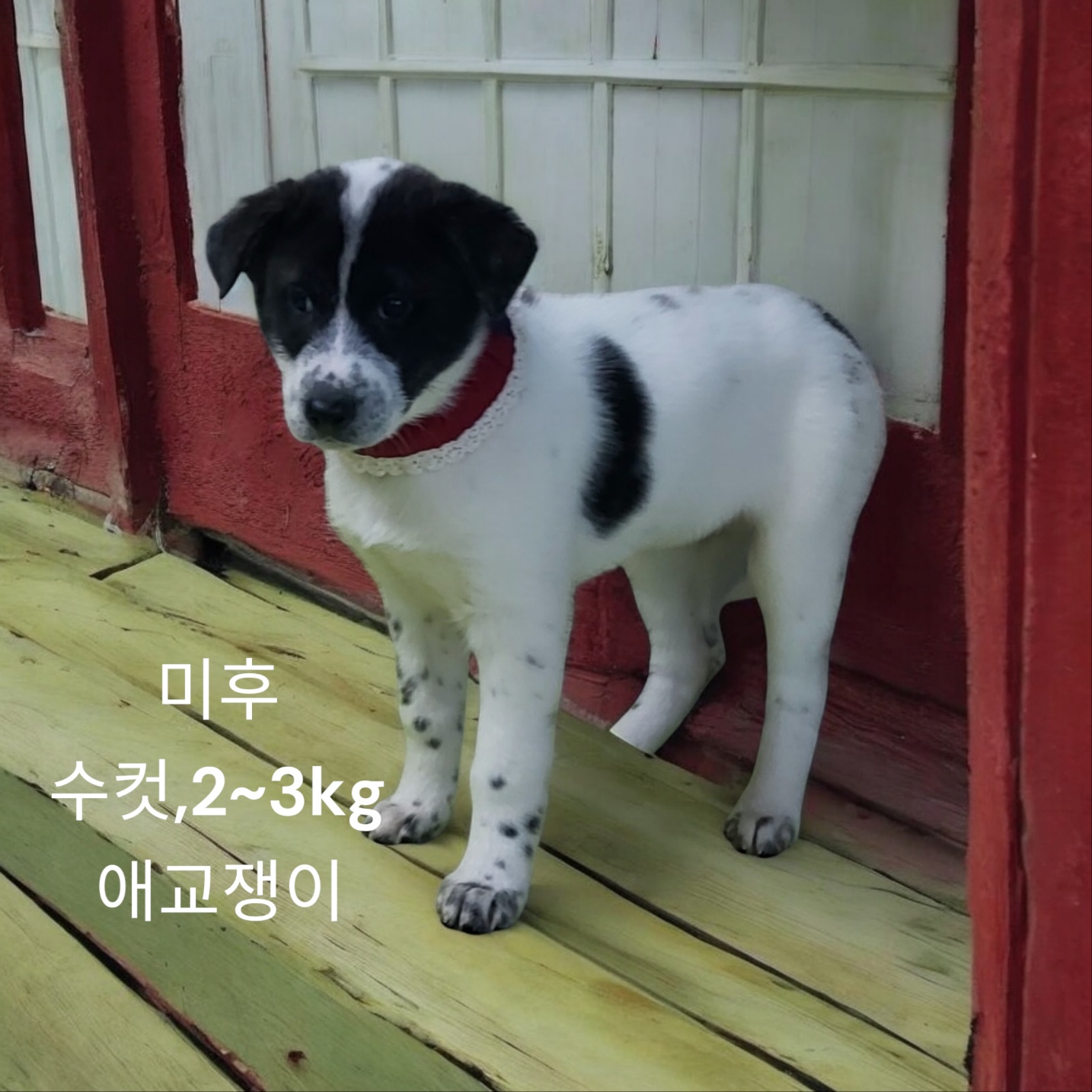 진도믹스견 이미지 파일 입니다.