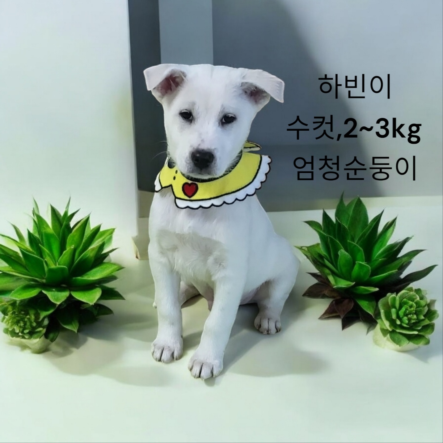 진도믹스견 이미지 파일 입니다.