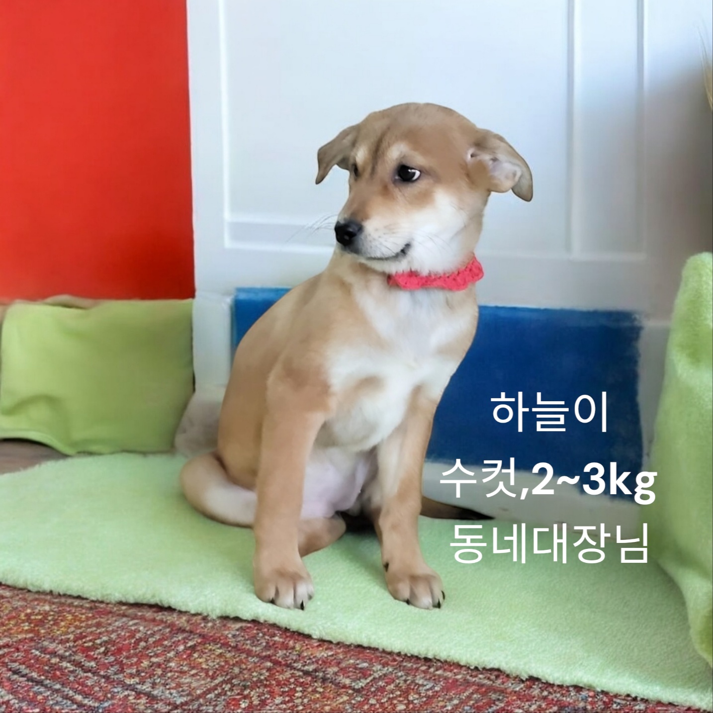 시바믹스견 이미지 파일 입니다.
