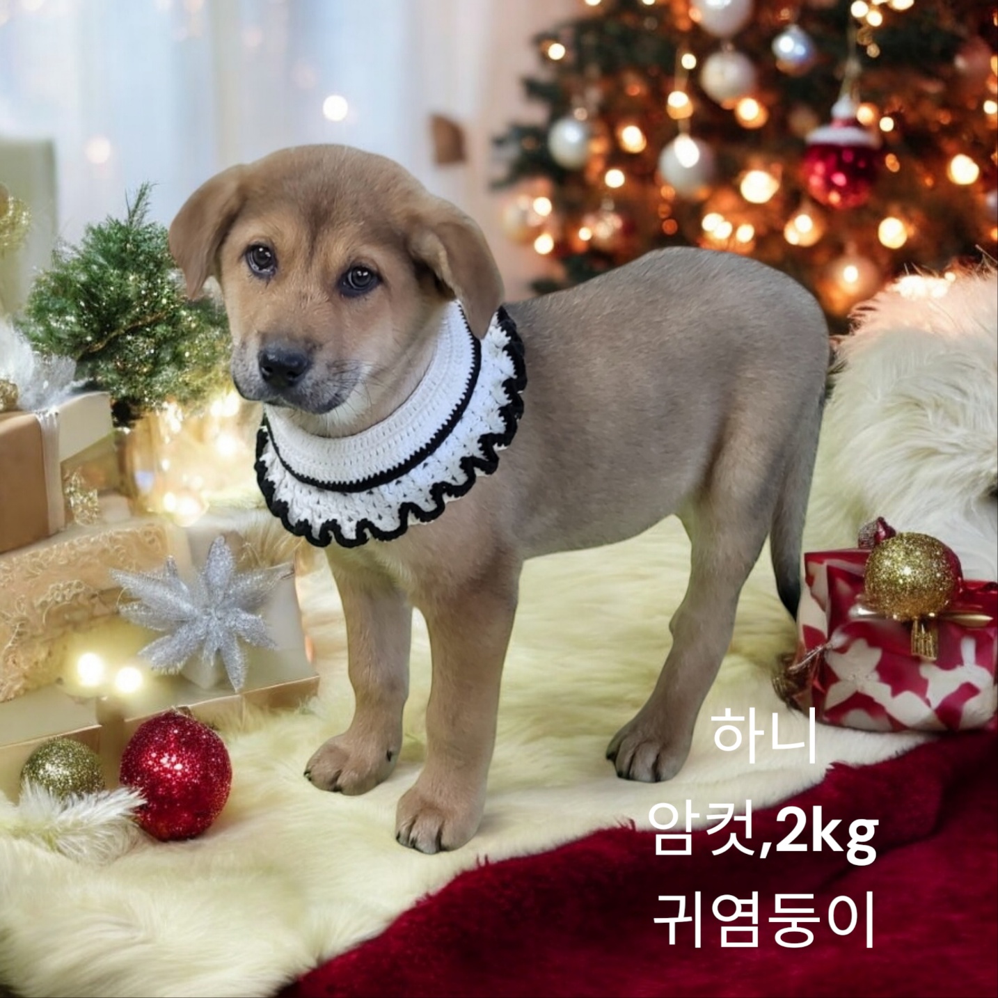 시바믹스견 이미지 파일 입니다.