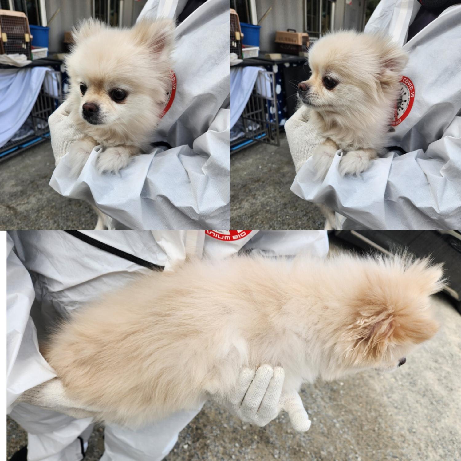 포메라니안 이미지 파일 입니다.