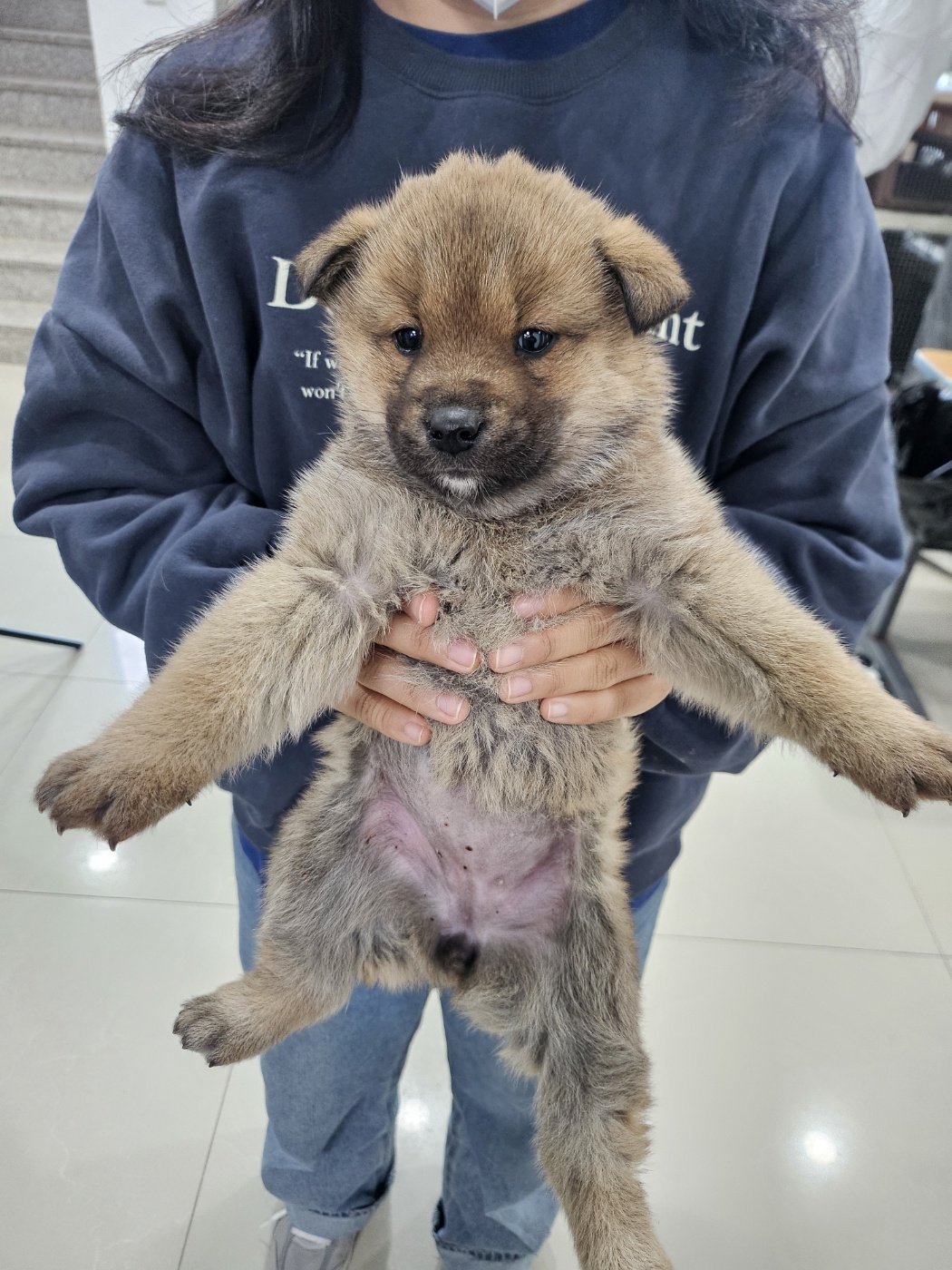 진도견 이미지 파일 입니다.