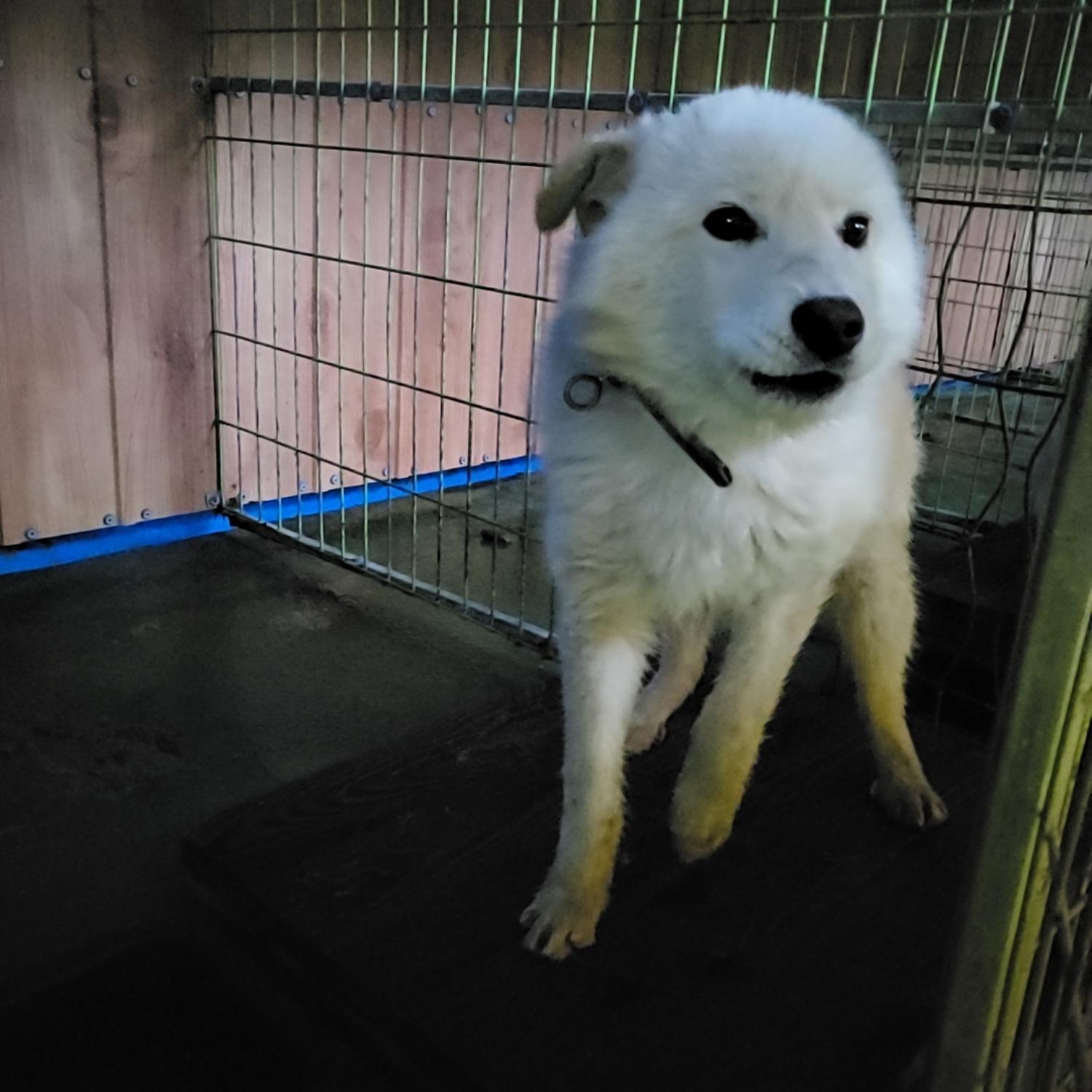 믹스견 이미지 파일 입니다.