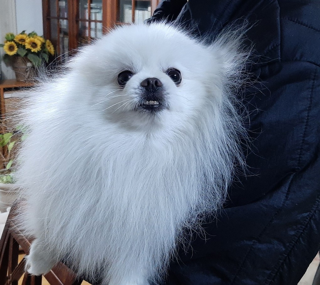 포메라니안 이미지 파일 입니다.